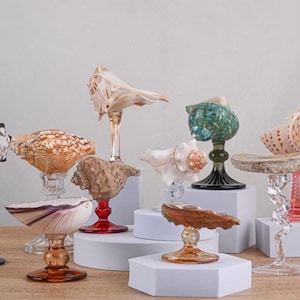 Puede incluir: Colección de esculturas decorativas de conchas marinas sobre tallos de vidrio. Las conchas varían en color y forma, algunas montadas sobre bases de vidrio transparente, rojo, verde y ámbar. Las conchas se exhiben sobre pedestales blancos.