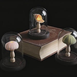 May include: Three decorative glass cloches, each housing a unique natural specimen. A seashell, a sea urchin, and a green sea urchin are displayed on wooden pedestals. The cloches sit on a vintage book, all against a dark background.