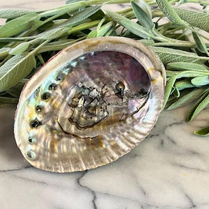 Abalone Shell for Smudge / Small Abalone Shell / Smudging Tools / Gift Ideas
