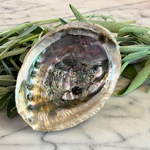 Abalone Shell for Smudge / Large Abalone Shell / Smudging Tools / Gift Ideas