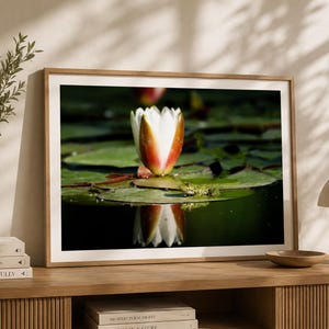 Könnte beinhalten: Ein gerahmter horizontaler Wandkunstdruck mit einer Fotografie einer weiß-rötlich-orangen Seerosenknospe und einem kleinen grünen Frosch auf einem Seerosenblatt im dunklen Wasser, wobei sich die Blüte deutlich auf der Wasseroberfläche spiegelt.