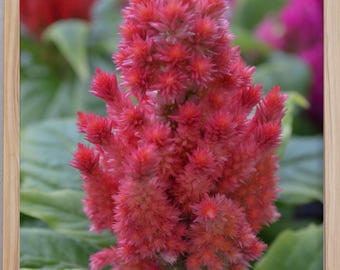 Celosia Floral Print Set: Macro Botanical Photography (Digital Download, 3 Images)