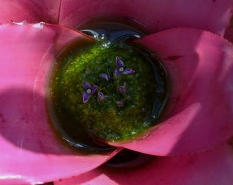 Flower Photography | Bromeliad Floral Print: Macro Botanical Photo (Digital Download)