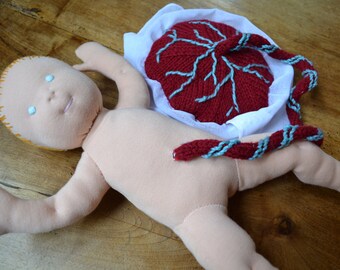 Baby and placenta kit (1 membrane)