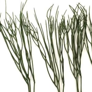 Branches de vigne artificielles Rhipsalis 5 pièces feuilles vertes allongées 75 cm de long