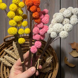 Getrocknete Headed Craspedia oder Billy Knöpfe leuchtend in der Farbe Orange, rosa, weiß und gelb