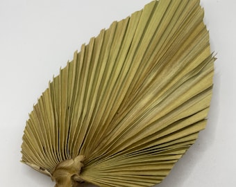 Natural Dried Palm Leaf, Small Fan Palm for Floral Arrangements