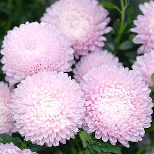 May include: A collection of light pink aster flowers, captured in close-up. The flowers display a dense, layered petal arrangement with a paler central area. Green foliage provides a backdrop to the soft, pastel-toned blooms. The image presents a cluster of these decorative flowers.
