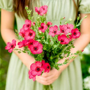 May include: A bouquet of vibrant magenta flax flowers with dark centres and green stems. The flowers feature five delicate petals each, with some buds still closed. The stems are slender and leafy, gathered together in a bunch.