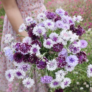 Graines de bleuet magiques classiques | Fleurs prune, mauve et lavande