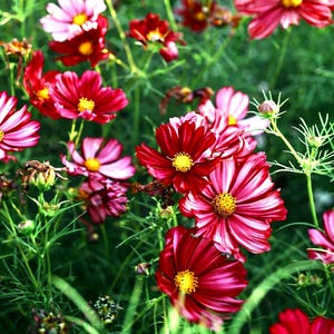 Peut inclure: Un groupe de fleurs cosmos vibrantes aux pétales rouge foncé et rose avec des rayures blanches distinctes et des cœurs jaunes vifs. Les fleurs sont disposées sur un fond de tiges vertes fines et de feuillage plumeux dans un jardin.
