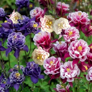 May include: A cluster of blooming columbine flowers featuring a variety of colours including deep purple, magenta, pink, and creamy white. Each flower displays intricate, multi-layered petals with prominent yellow centres and long, slender spurs.