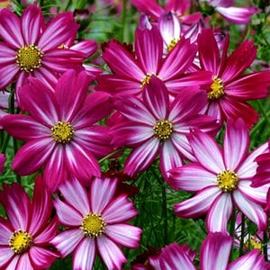 May include: A close-up shot of cosmos flowers in full bloom. The petals are a deep magenta with white stripes radiating from the centre, surrounding a bright yellow core. The flowers are set against a backdrop of green foliage.