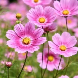 May include: A close-up shot of pink cosmos flowers with yellow centres, set against a blurred green backdrop. The petals are delicate and layered, with a radial pattern. The image captures a field of these beautiful flowers.