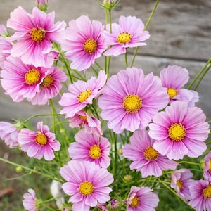 Peut inclure: Un bouquet de fleurs de cosmos roses avec des centres jaunes. Les pétales présentent un dégradé de couleur, passant d'un rose plus foncé sur les bords à une teinte plus claire vers le centre. Les fleurs sont en pleine floraison.