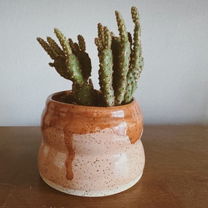 Puede incluir: Una pequeña planta de cactus con múltiples tallos en una maceta de cerámica moteada de marrón y rosa. La maceta tiene una forma redondeada con una superficie texturizada.