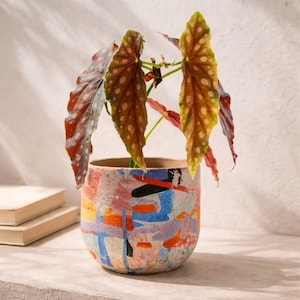 Könnte beinhalten: Eine Zimmerpflanze in einem Keramiktopf mit abstraktem Anstrich. Der Topf hat blaue, orangefarbene, rote und schwarze Pinselstriche. Die Pflanze hat große, gesprenkelte Blätter in Grün-, Rot- und Brauntönen. Der Topf hat einen Durchmesser von ca. 15 cm.
