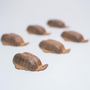 Könnte beinhalten: Nahaufnahme von mehreren kleinen, braunen, samenartigen Objekten mit strukturierter Oberfläche und einer kleinen, gebogenen Verlängerung. Die Objekte sind auf weißem Hintergrund angeordnet. Die Objekte scheinen aus Metall zu sein.