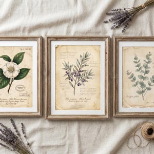 May include: Three framed botanical prints featuring a white camellia, an olive branch with purple olives, and eucalyptus leaves. Each print is on aged, yellowed paper with handwritten-style text, scientific labels, and dark wood frames.