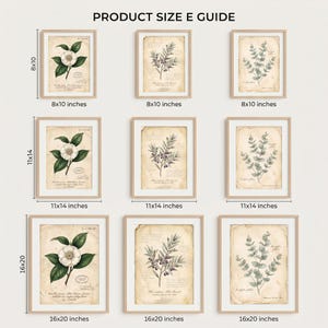 May include: A product size guide featuring nine framed botanical prints arranged in a grid. The prints display illustrations of flowers, olives, and eucalyptus on aged paper. Labels indicate sizes of 8x10, 11x14, and 16x20 inches for each row.