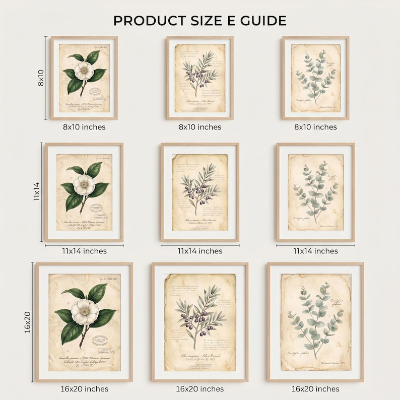 May include: A product size guide featuring nine framed botanical prints arranged in a grid. The prints display illustrations of flowers, olives, and eucalyptus on aged paper. Labels indicate sizes of 8x10, 11x14, and 16x20 inches for each row.
