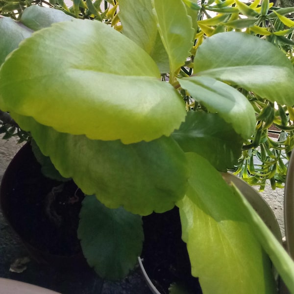 Feuille biologique miracle (plante vivante de Kalanchoe Pinnata) ou feuille de vie coupante