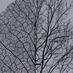 Hand-drawn tree and leaf graphic on tri-blend shirt