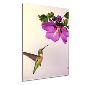 May include: A vibrant image of a hummingbird in flight, approaching a large, bright pink flower. The bird has green and brown feathers, with wings spread. The flower has a white center and green leaves.