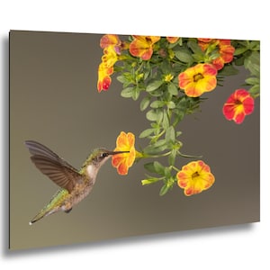 May include: A hummingbird with iridescent green and brown feathers hovers near vibrant yellow and red flowers. The flowers are in full bloom, with green leaves and stems. The background is a soft, neutral color.