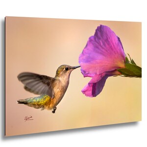 May include: A hummingbird in flight, approaching a vibrant purple flower. The bird's wings are spread, showcasing iridescent green and yellow feathers. The flower is in full bloom, with a soft, blurred background.