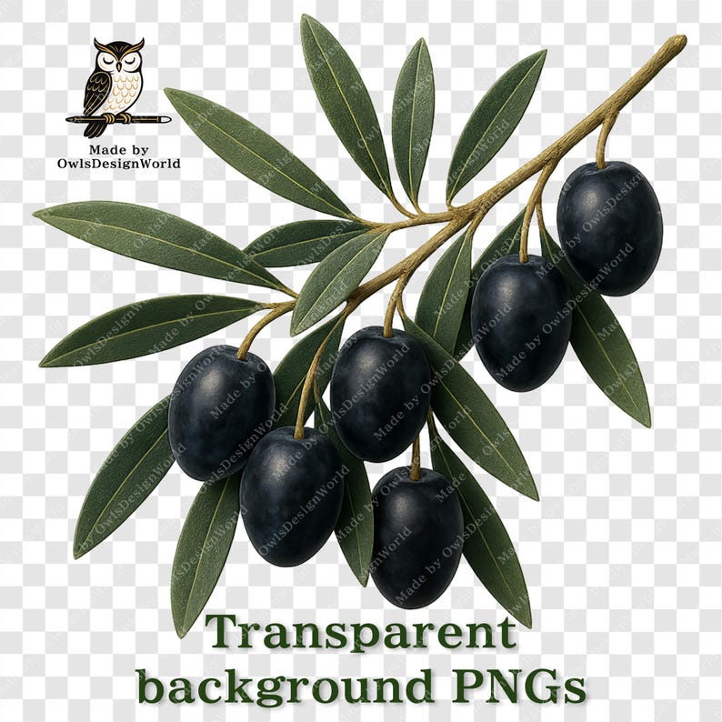 K&ouml;nnte beinhalten: Ein Olivenzweig mit dunkelgr&uuml;nen Bl&auml;ttern und mehreren reifen, schwarzen Oliven. Das Bild enth&auml;lt den Text "Transparent background PNGs" und eine kleine Eulenillustration.