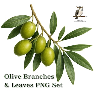 Op de afbeelding: Een tak met groene olijven en bladeren tegen een witte achtergrond. De olijven zijn ovaal en glanzend, met zichtbare waterdruppels. De bladeren zijn lang en smal. Tekst: "Olive Branches & Leaves PNG Set."
