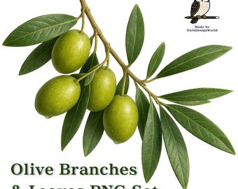 Könnte beinhalten: Ein Zweig mit grünen Oliven und Blättern vor weißem Hintergrund. Die Oliven sind oval und glänzend, mit sichtbaren Wassertröpfchen. Die Blätter sind lang und schmal. Text: "Olive Branches & Leaves PNG Set."