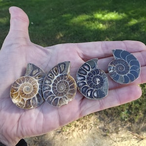 May include: Four fossilized ammonite shells with spiral patterns and varying shades of brown and gray are displayed. The shells are held in an open hand, showcasing their intricate details and natural textures. The background is a blurred view of green grass.