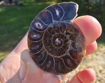 May include: A polished ammonite fossil, showcasing a spiral pattern in shades of brown and dark purple. The fossil is held in a hand, revealing its intricate details and natural beauty. The fossil's surface has a glossy finish.