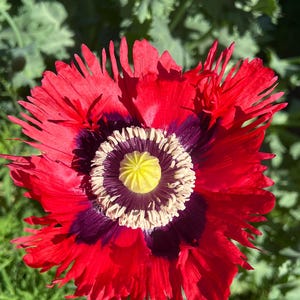drama queen poppy seeds - 500 seeds