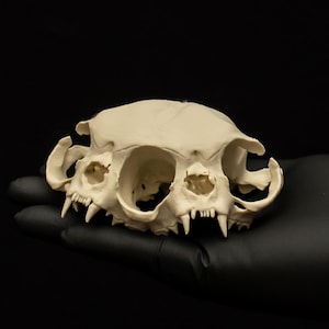 May include: A detailed, off-white cat skull with visible teeth and eye sockets. The skull is held in a black gloved hand against a black background. The skull's features are clearly defined, showcasing its natural bone structure.