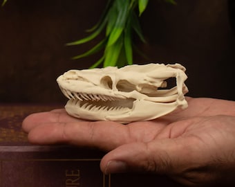 Réplique de crâne de python réticulé – 150 mm | Crâne de serpent de qualité musée | Mâchoire fixe | Fait main par Carnivore Studios