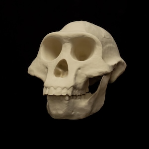 Australopithecus Afarensis Skull Replica Lucy Human Ancestor Evolution Model
