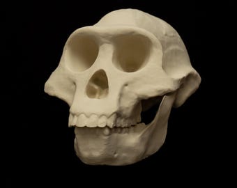 Réplica del cráneo del Australopithecus Afarensis, modelo de evolución del ancestro humano Lucy