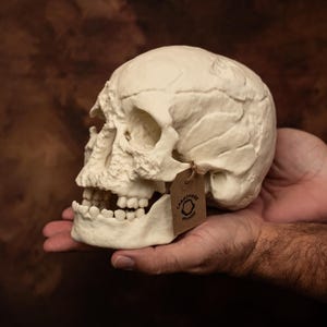 Life-Size Cheddar man Human Skull Replica | Anatomical Model with Separate Jaw | Museum Quality