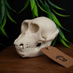 May include: A cream-colored primate skull with visible teeth and eye sockets. A brown tag with the text "Creativore Studio" hangs from the skull. The skull rests on a wooden surface, with green foliage in the background.