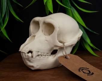 リスザルの頭蓋骨レプリカ（博物館品質） - Etsy 日本