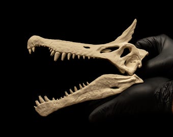 Réplica de cráneo fósil de dinosaurio Spinosaurus Mirabilis de 8 pulgadas, decoración, curiosidades, regalo