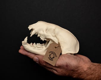 自然洗浄されたアメリカアナグマの頭蓋骨 - Etsy 日本