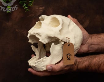 ホモ・ハイデルベルゲンシスの頭蓋骨レプリカ - Etsy 日本