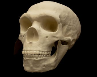 Réplica de cráneo de neandertal a tamaño real, modelo de ancestro humano del Homo neanderthalensis