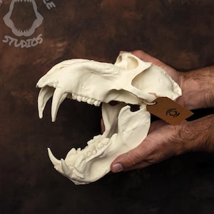 Mandrill Skull Replica: 10.5" Primate Fossil Model, Separate Jaw