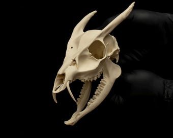 キバノロの頭蓋骨レプリカ、吸血鬼の牙の頭蓋骨、珍品装飾、倫理的な剥製、ゴシック自然史展示