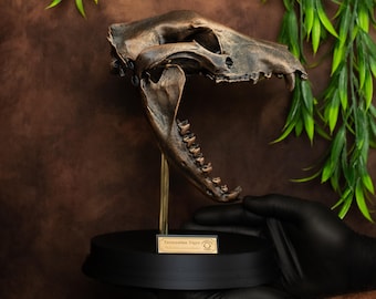 Thylacine Skull Replica: Bronze Finish, Tasmanian Tiger Collectible
